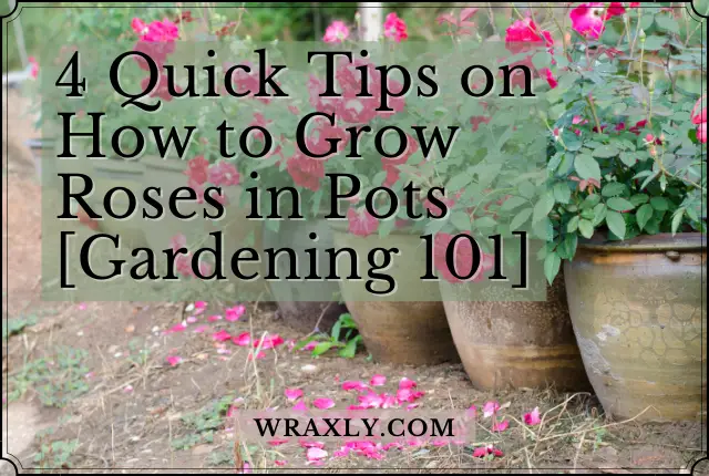 4 Quick Tips on How to Grow Roses in Pots [Gardening 101]
