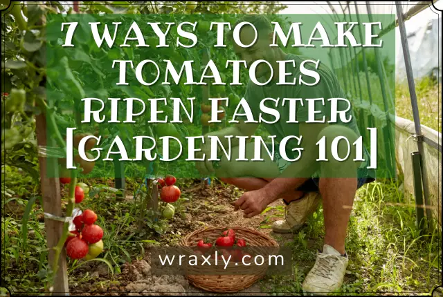 7 Ways to Make Tomatoes Ripen Faster