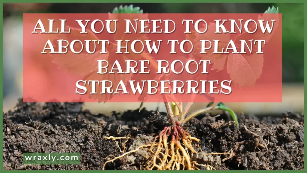 All You Need to Know about How to Plant Bare Root Strawberries