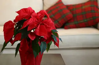 Christmas poinsettias are very popular