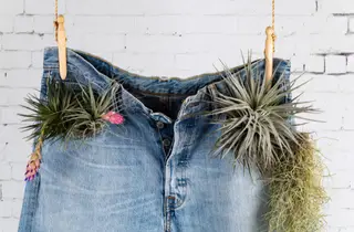 Denim jeans can be used as a grow bag alternative.