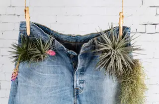 Maaring gamitin ang denim jeans bilang alternatibong grow bag.