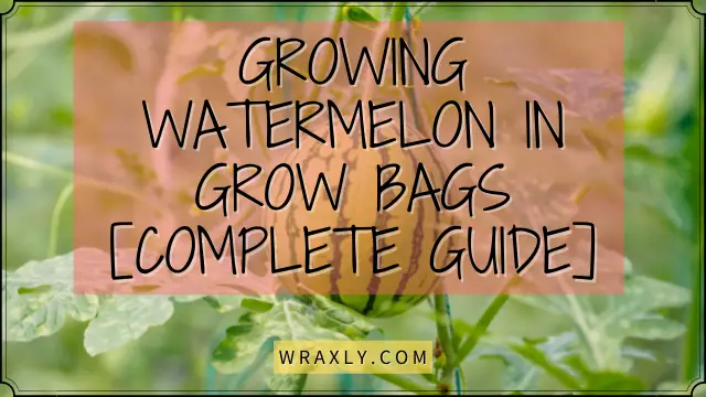 When you have a small space, consider growing watermelons in a grow bag.