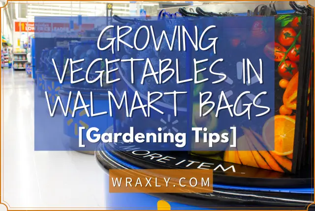 Growing vegetables in Walmart bags