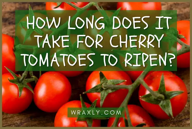 Quanto tempo leva para o tomate cereja amadurecer