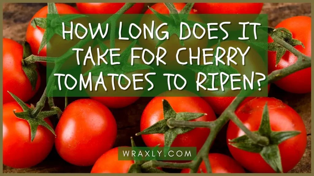 Combien de temps faut-il pour que les tomates cerises mûrissent