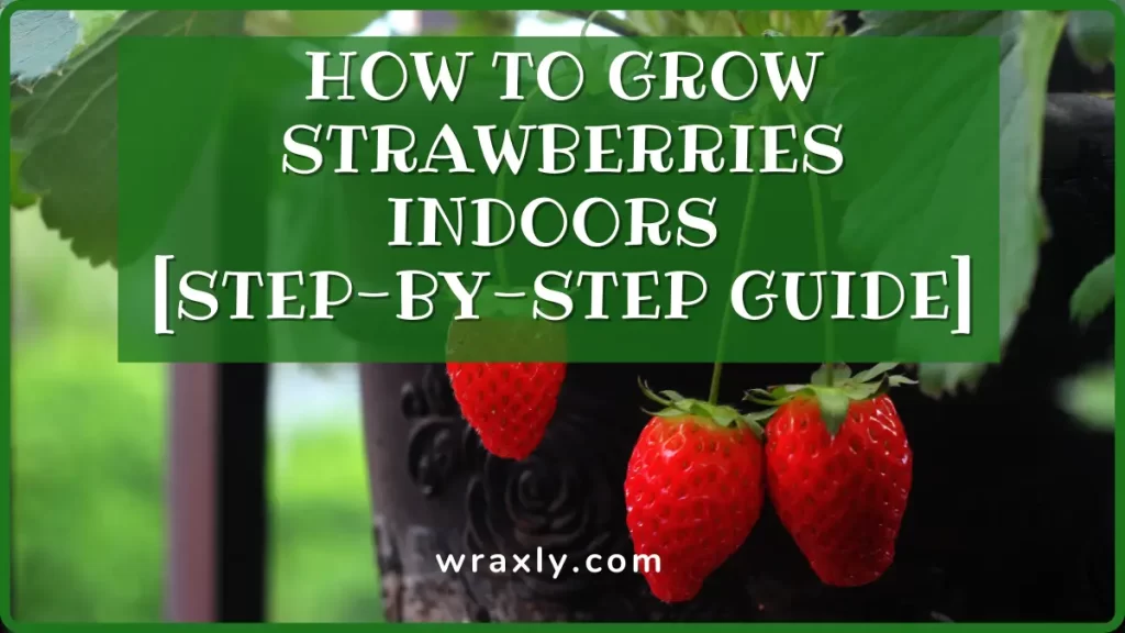 Cómo cultivar fresas en interior [Guía paso a paso]