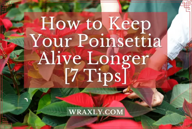 How to Keep Your Poinsettia Alive Longer [7 Tips]
