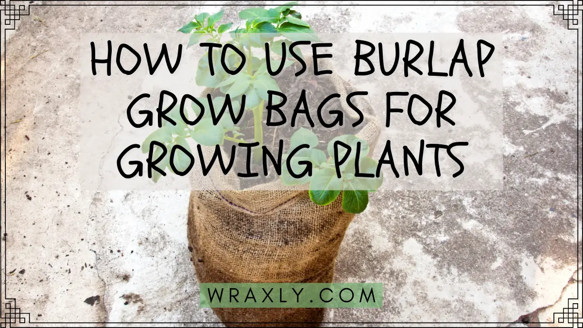 Comment utiliser des sacs de culture en toile de jute pour faire pousser des plantes