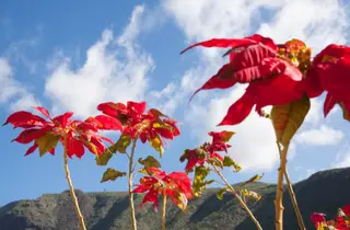 Las flores de pascua pueden crecer mucho