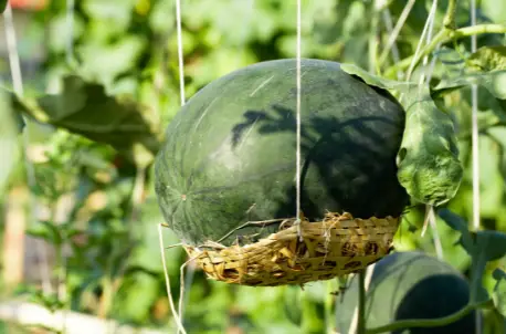 When grow watermelons in a grow bag, support the fruit in a hammock or basket.