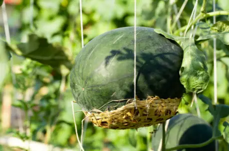 Wenn Sie Wassermelonen in einem Pflanzbeutel anbauen, stützen Sie die Früchte in einer Hängematte oder einem Korb ab.