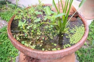 container pond