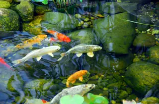 Fish pond