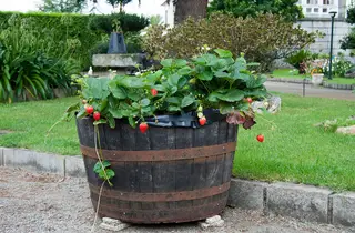 Strawberries grow equally well in containers.