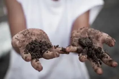 Sempre usando terra para vasos em seus sacos de cultivo.