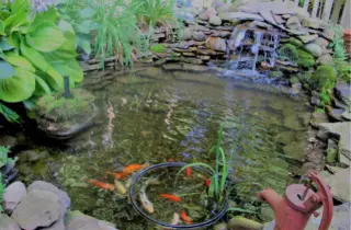 diy backyard koi pond