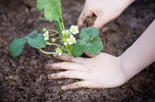 Planting bare root strawberries