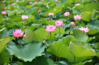 mga halamang lotus sa isang lawa ng hardin