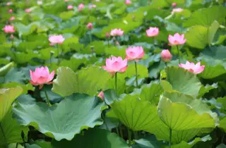 plantas de lótus em um lago de jardim