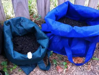 Reusable shopping bags used as grow bags.