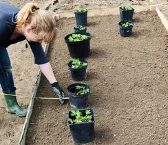 Afaste seus pés de morango de 18 a 24 polegadas.