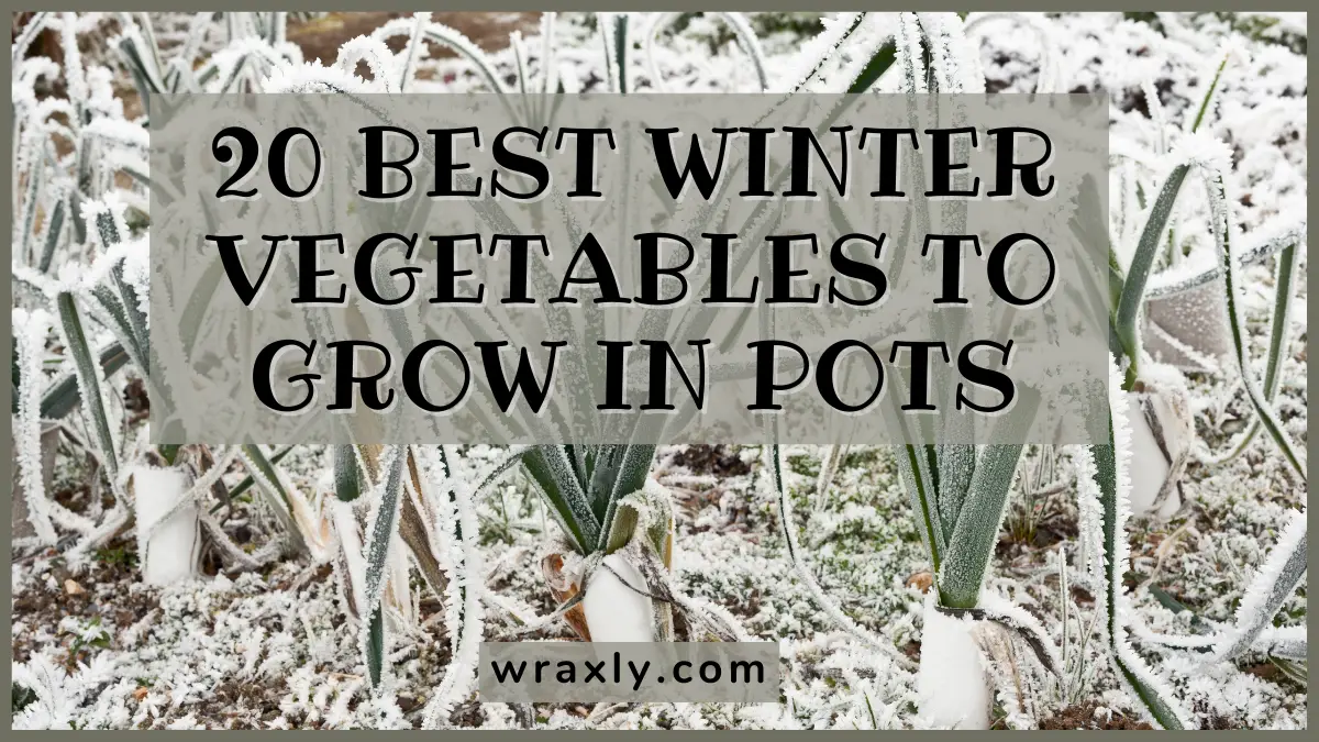 20 meilleurs légumes d'hiver à cultiver en pots
