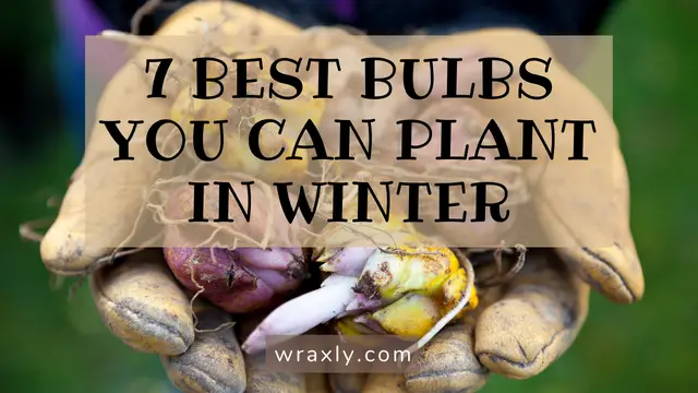 7 best bulbs you can plant in winter