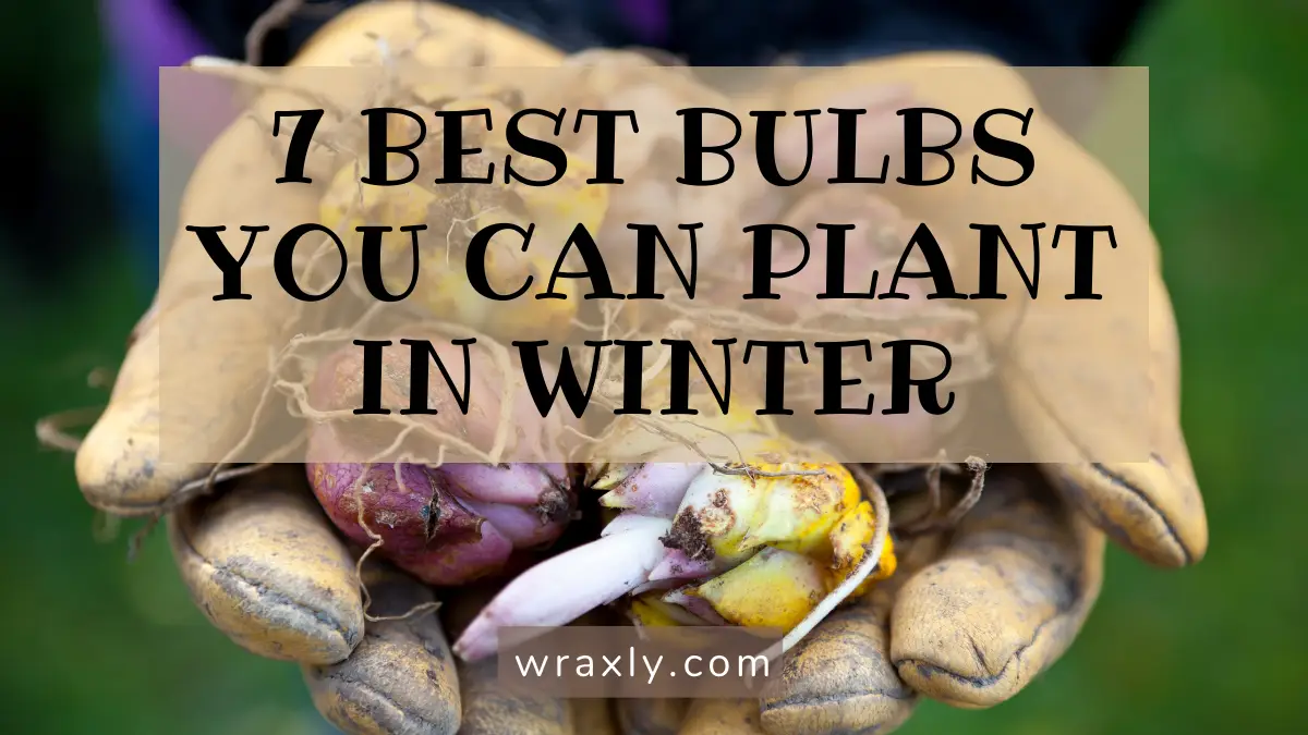 7 beste bollen die u in de winter kunt planten