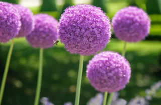 Lindas flores de allium