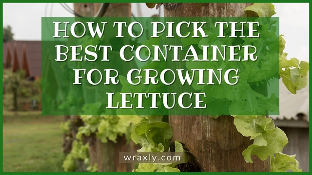 How to pick the best container for growing lettuce.