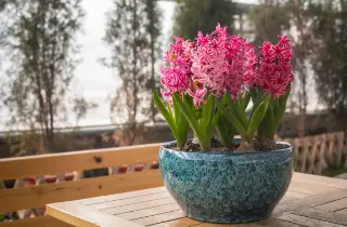 Magagandang pink hyacinths