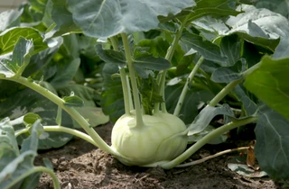 Le chou-rave est souvent appelé le "navet du jardin"