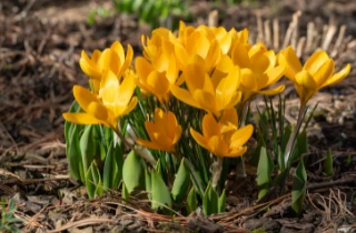 yellow crocus