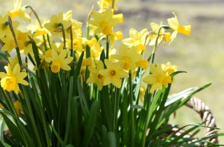 Yellow daffodils