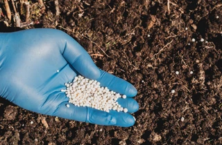 Reaplique o fertilizante quando a planta começar a florescer.