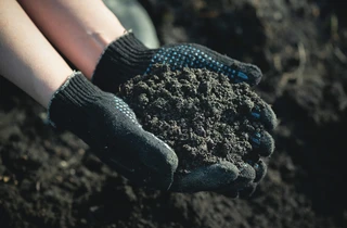 Les pois sucrés aiment les sols riches en matière organique