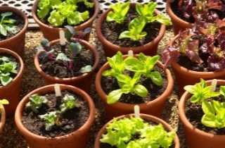 lettuce in pots