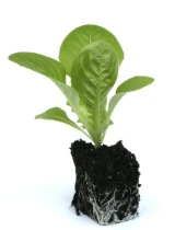 Growing lettuce from transplants