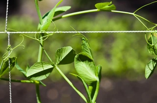 Provide your sugar snap peas with something to climb.