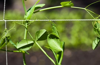 Ibigay ang iyong sugar snap peas ng isang bagay na aakyatin.