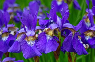 Purple iris