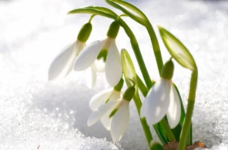 Snowdrop flowers