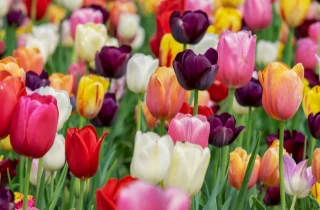 As tulipas crescem em muitas cores incríveis