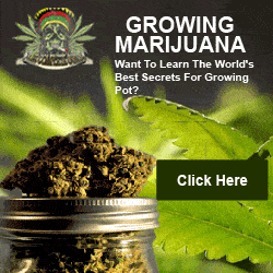 Growing marijuana - learn the world's best secrets for growing pot