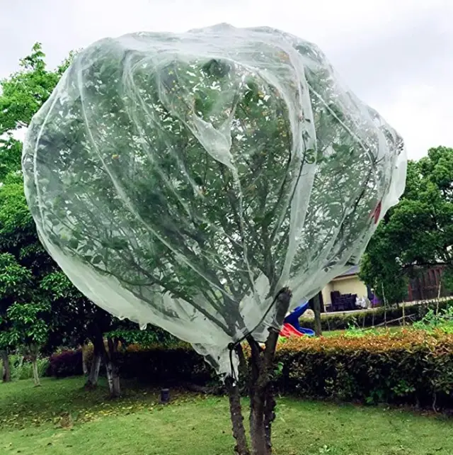 Tree cover for improved growth.