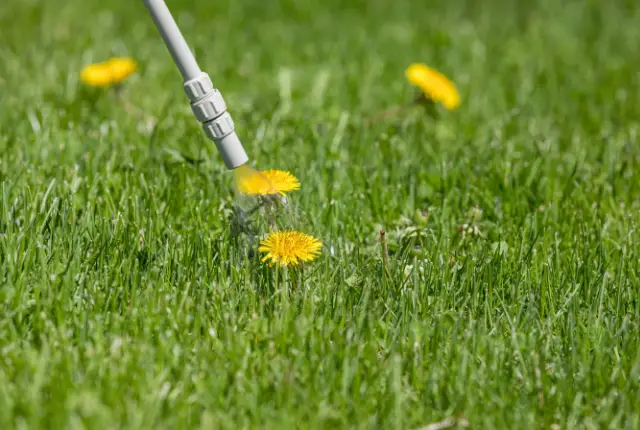 Dandelions in lawn being treated with a weed sprayer