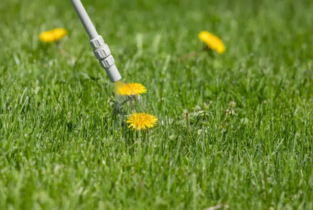 Ang mga dandelion sa damuhan ay ginagamot ng isang weed sprayer