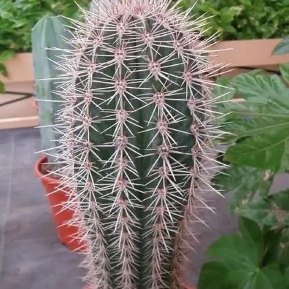 Pachycereus Éléphant Cactus