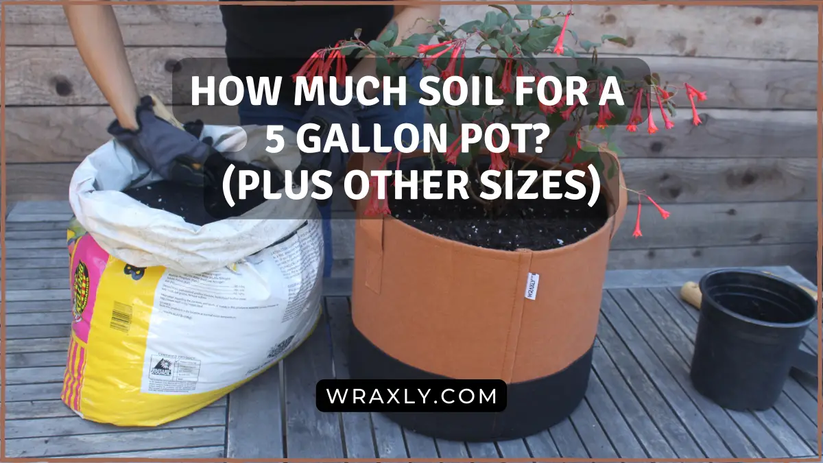 Quanto solo para um pote de 5 galões
